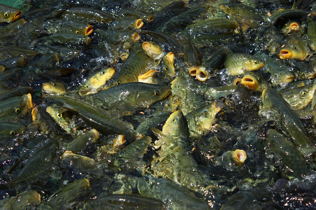 urfa balıklıgöl trout fish free photo