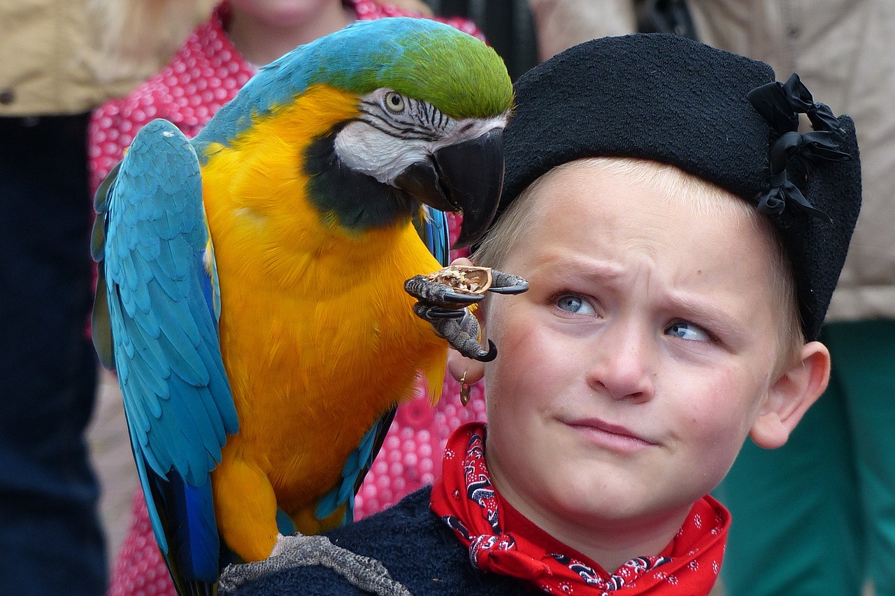 urk boy parrot free photo