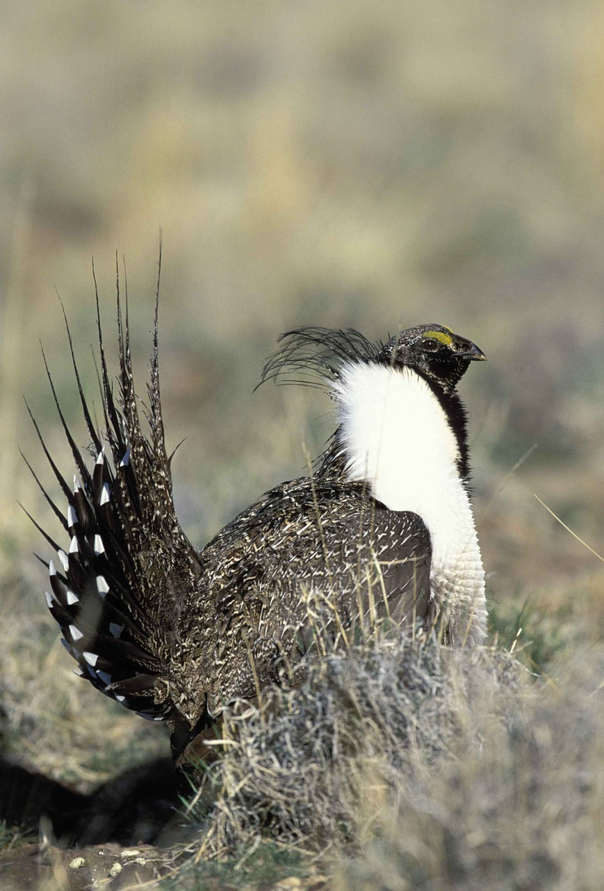 urophasianus centrocerus head free photo