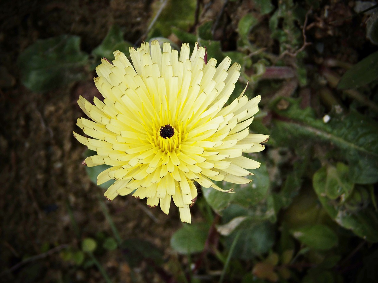 urospermum dalechampii yellow flower field free photo