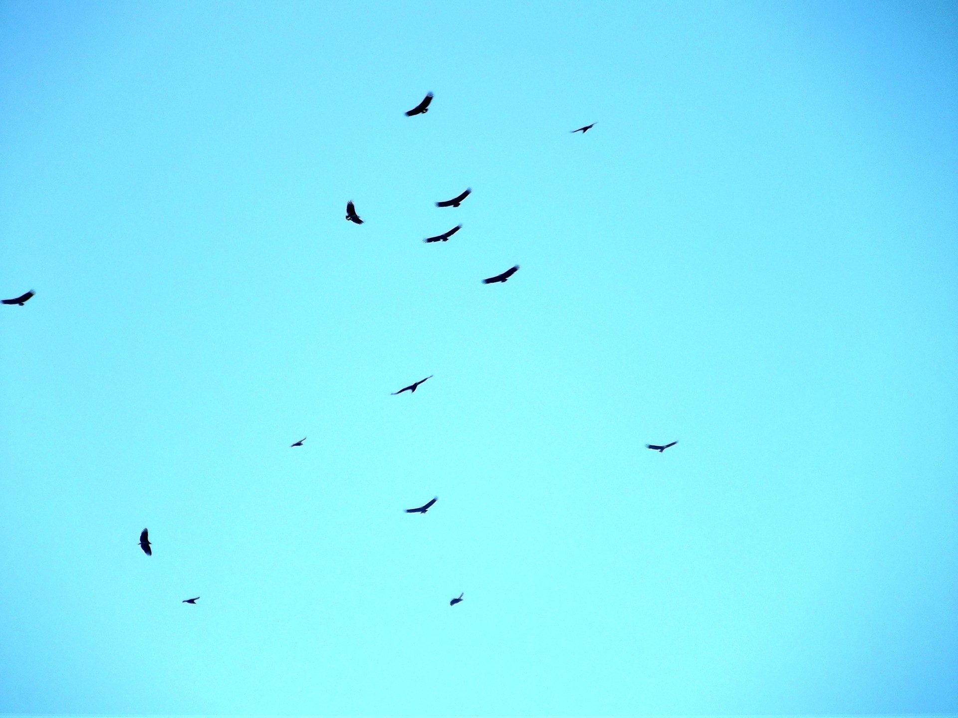 vulture sky blue vultures in the sky free photo