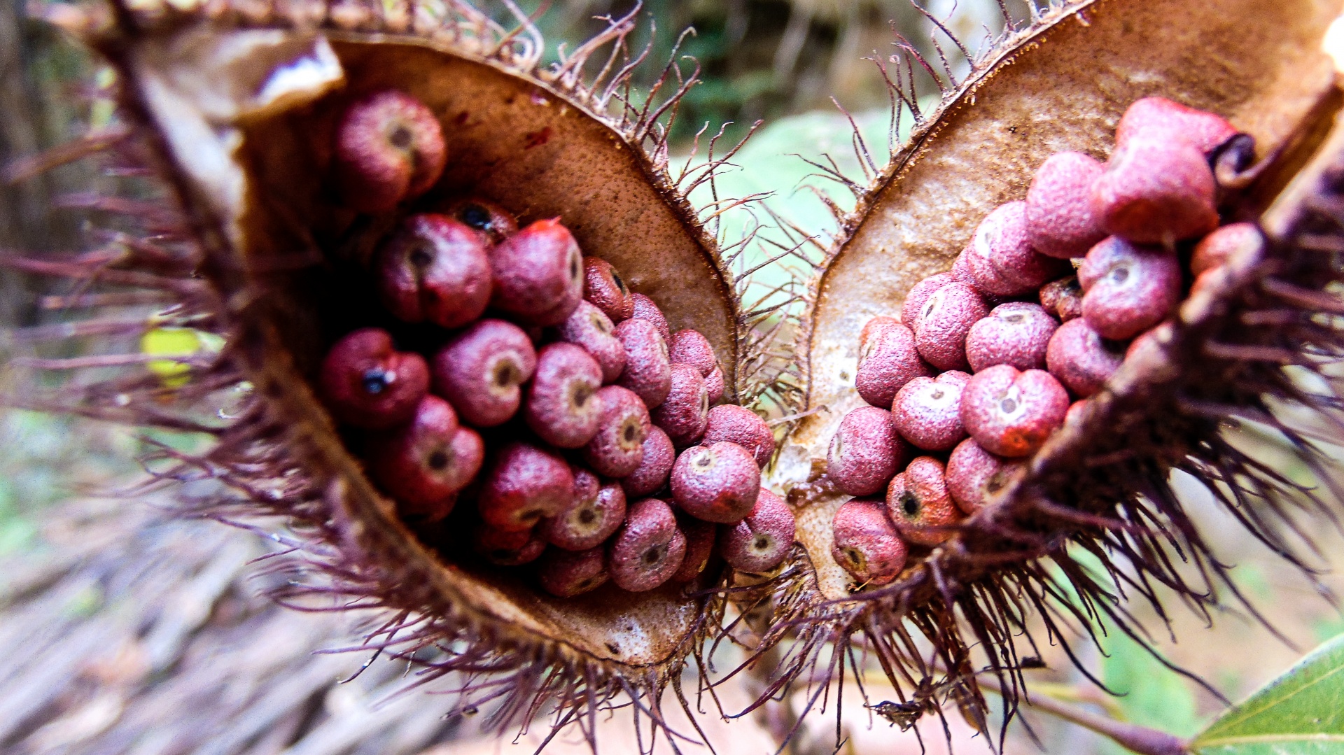 urucum seasoning brazil free photo