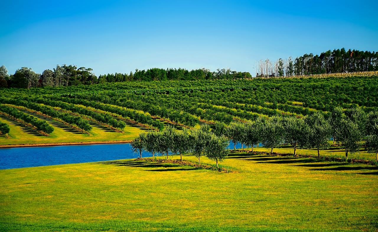 uruguay orchard trees free photo