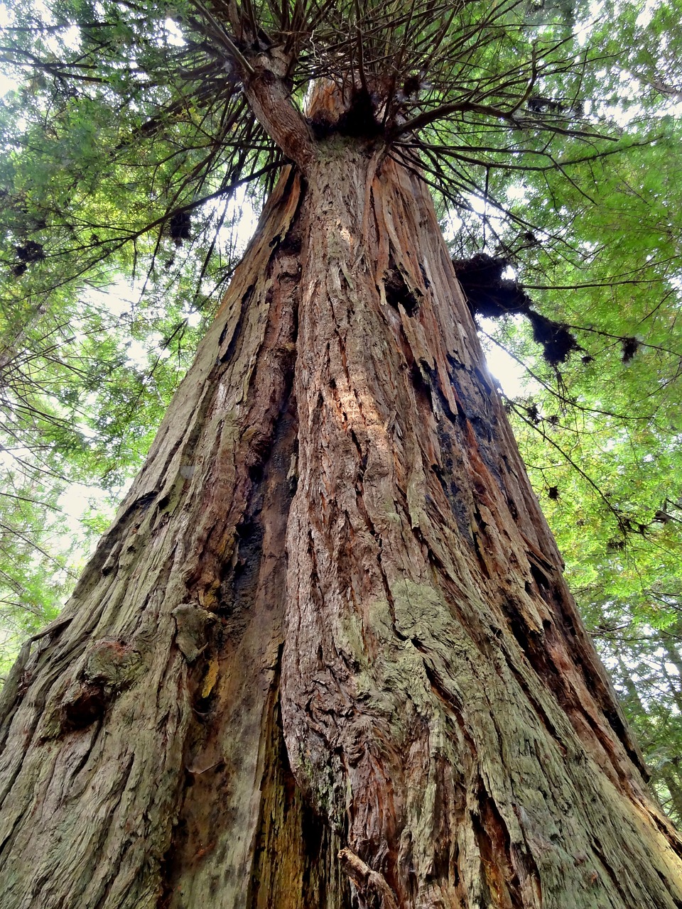 redwood usa america free photo