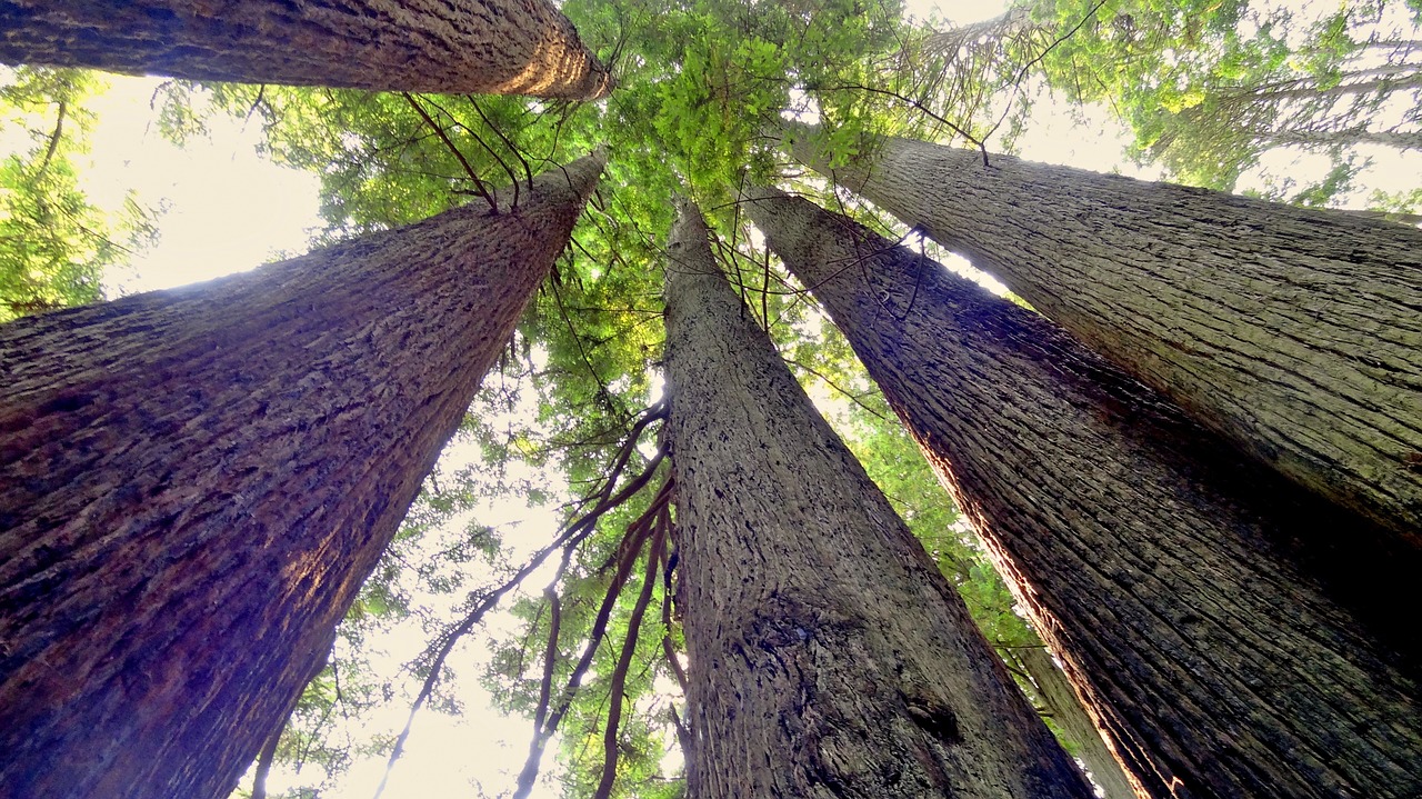 redwoods usa america free photo