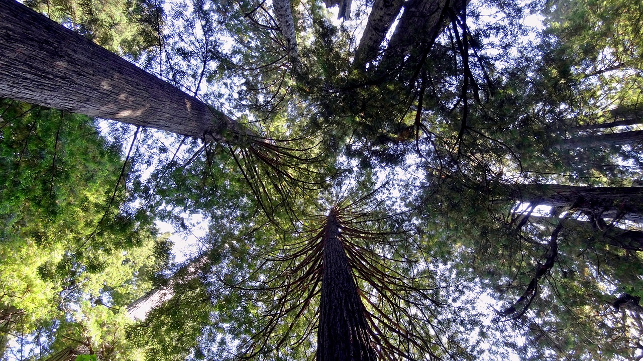 redwoods sequoia usa free photo