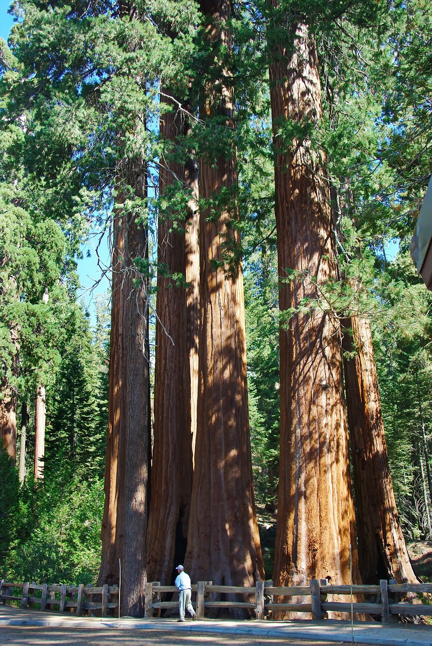 usa sequoia park redwoods free photo