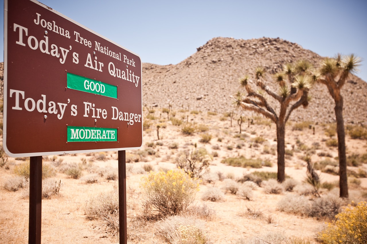 usa travel joshua tree free photo