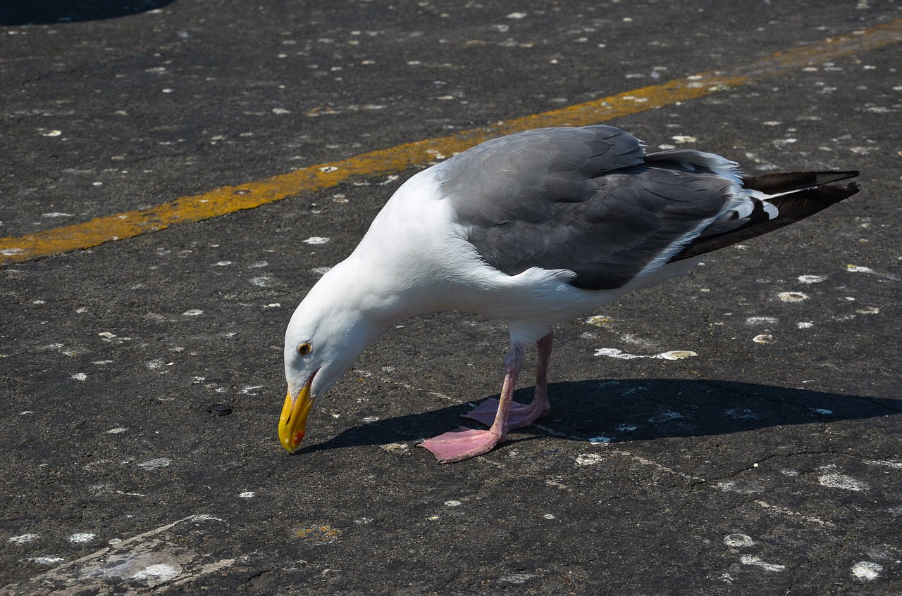 seagull usa bird free photo