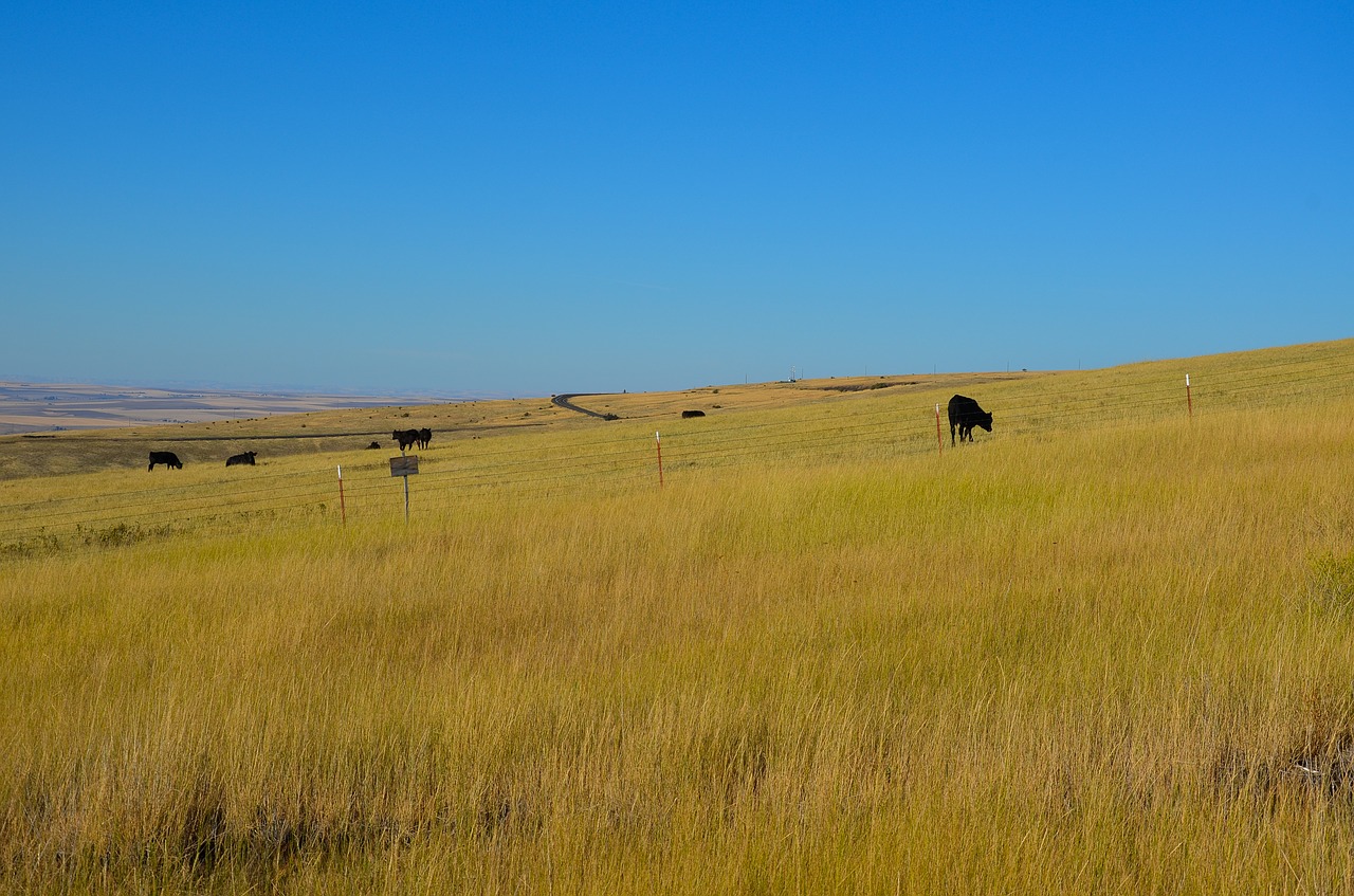 usa america grass free photo