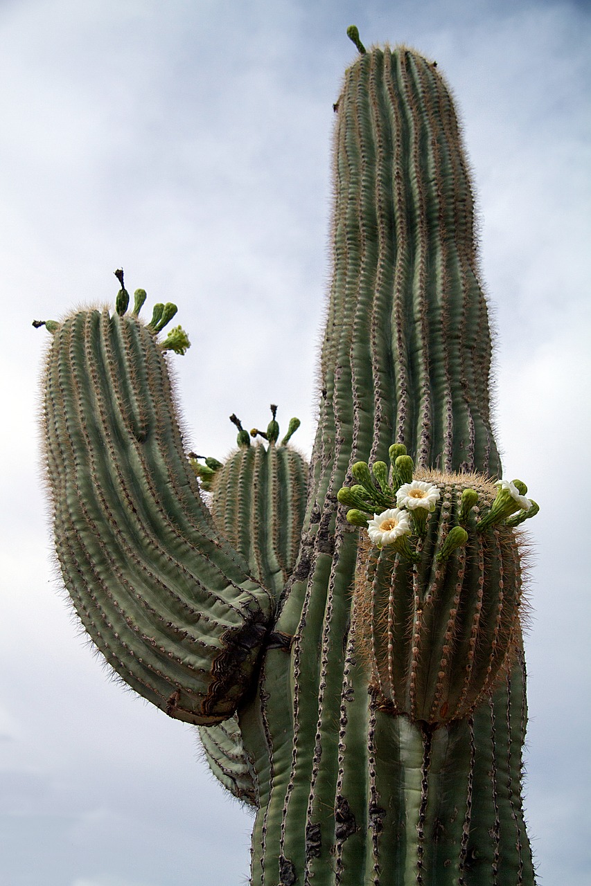 usa arizona cactus free photo