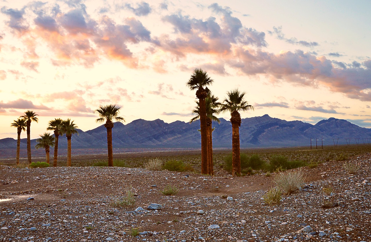 usa palm trees holiday free photo