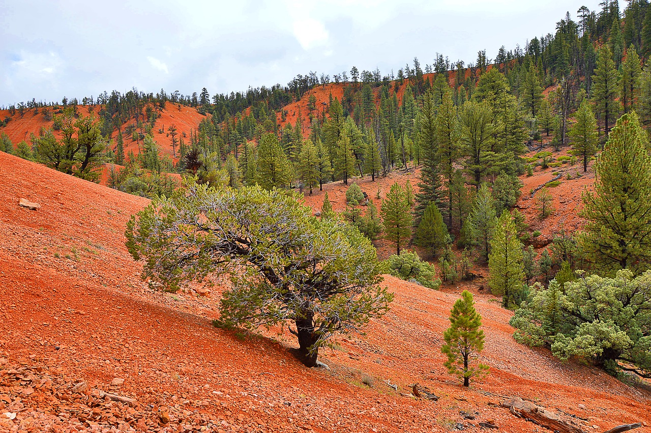 usa red canyon landscape free photo