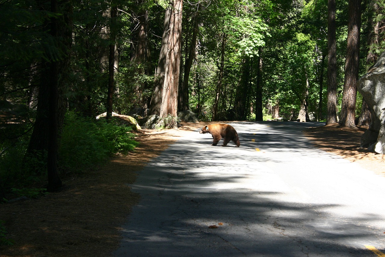 usa bear park free photo