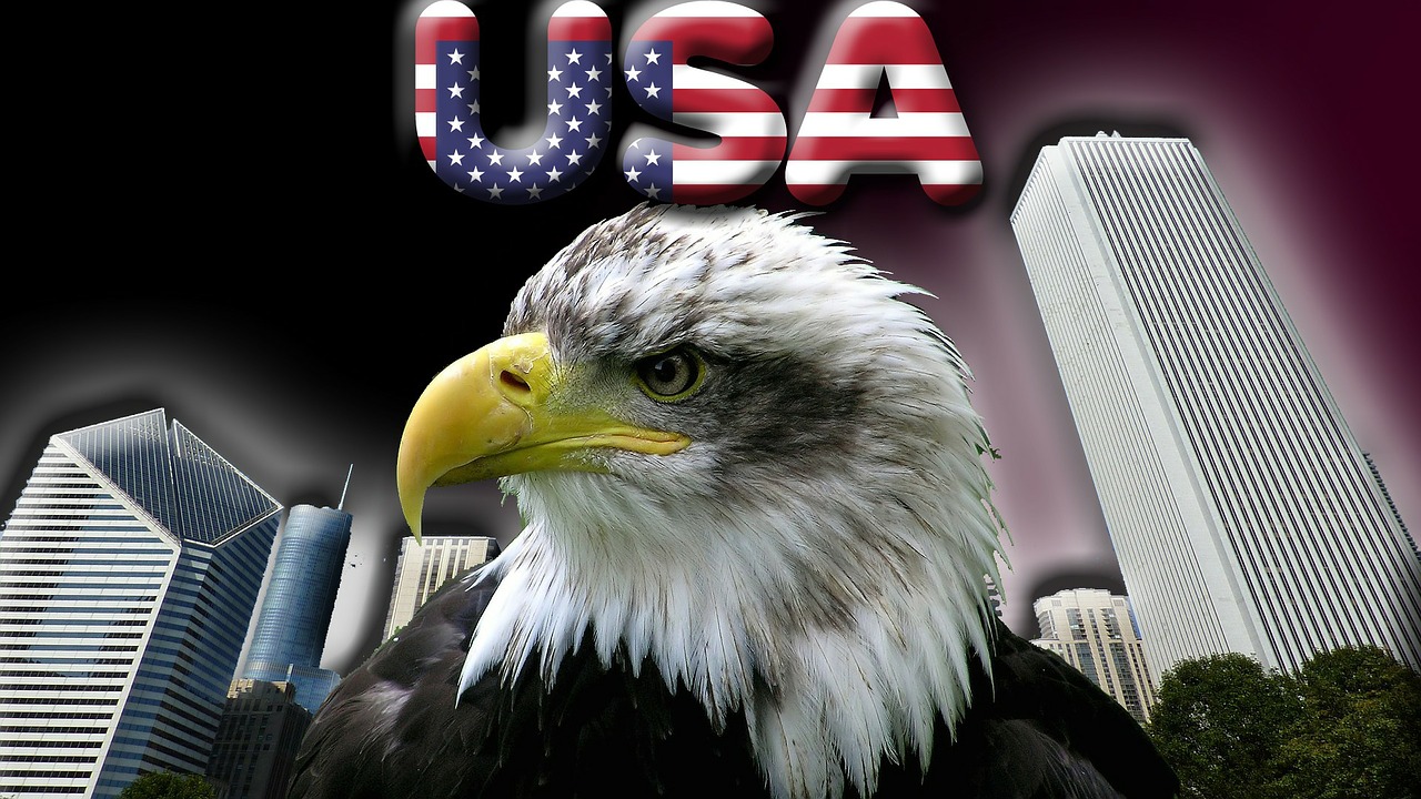 usa bald eagles america free photo
