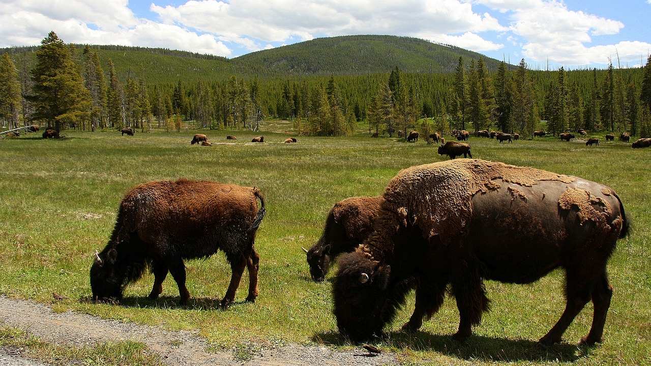 usa buffalo yellowstone national park free photo