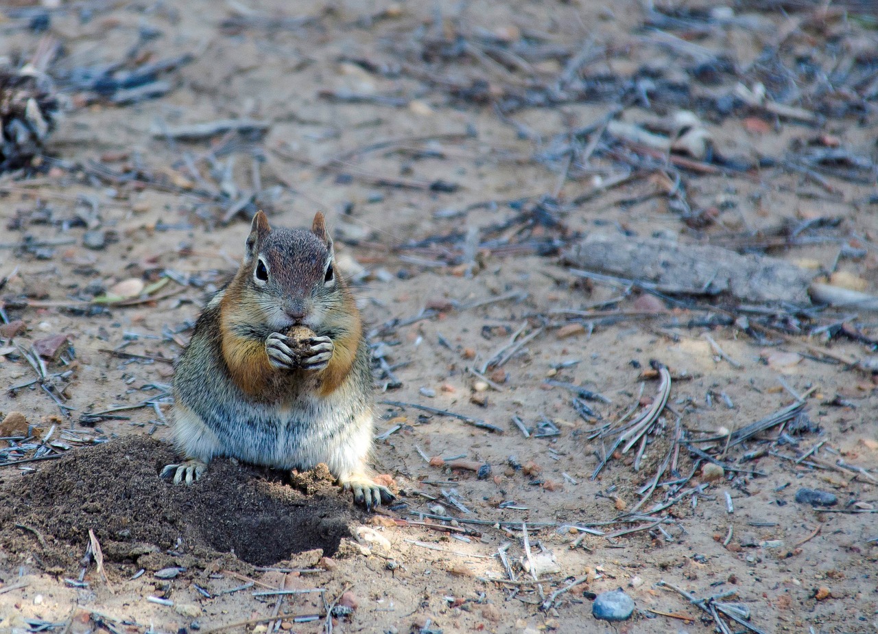 usa utah bryce canyon free photo