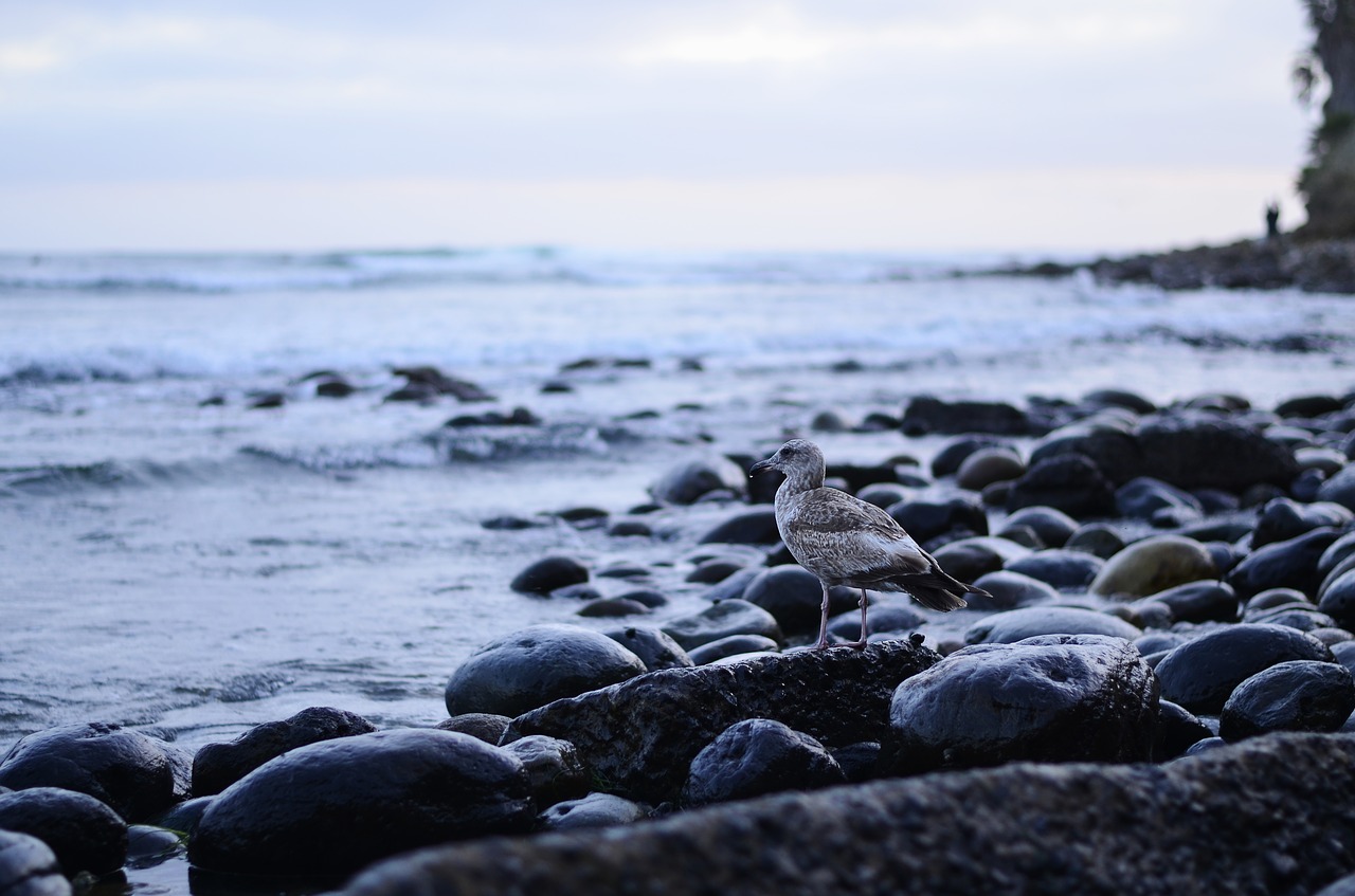 usa california pacific beach free photo