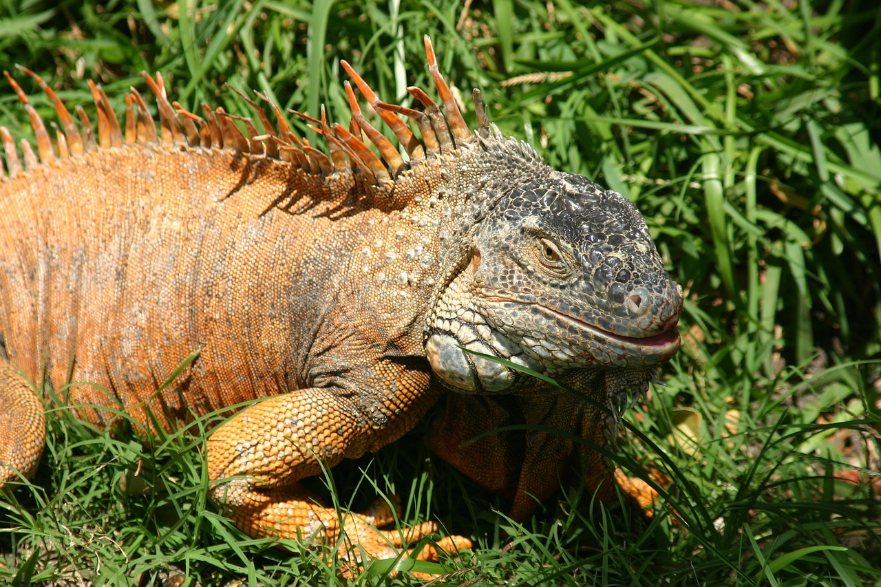 usa florida iguana free photo