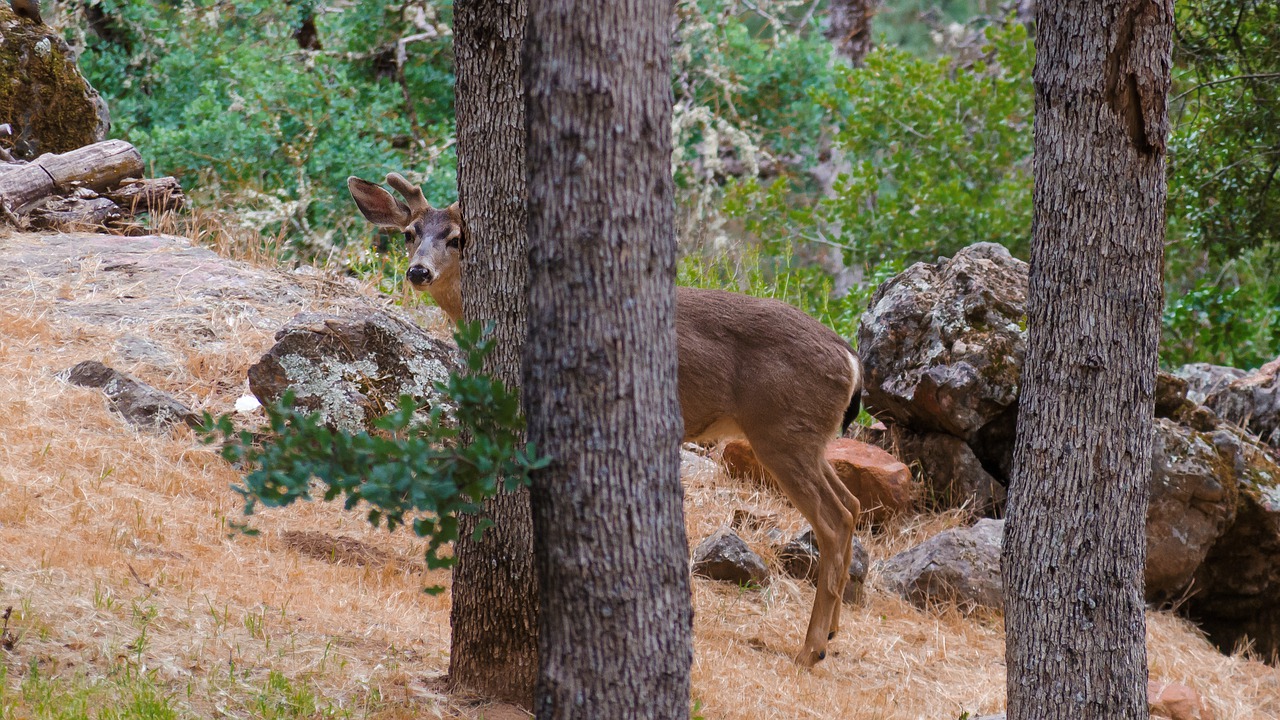 usa  california  wild animals free photo