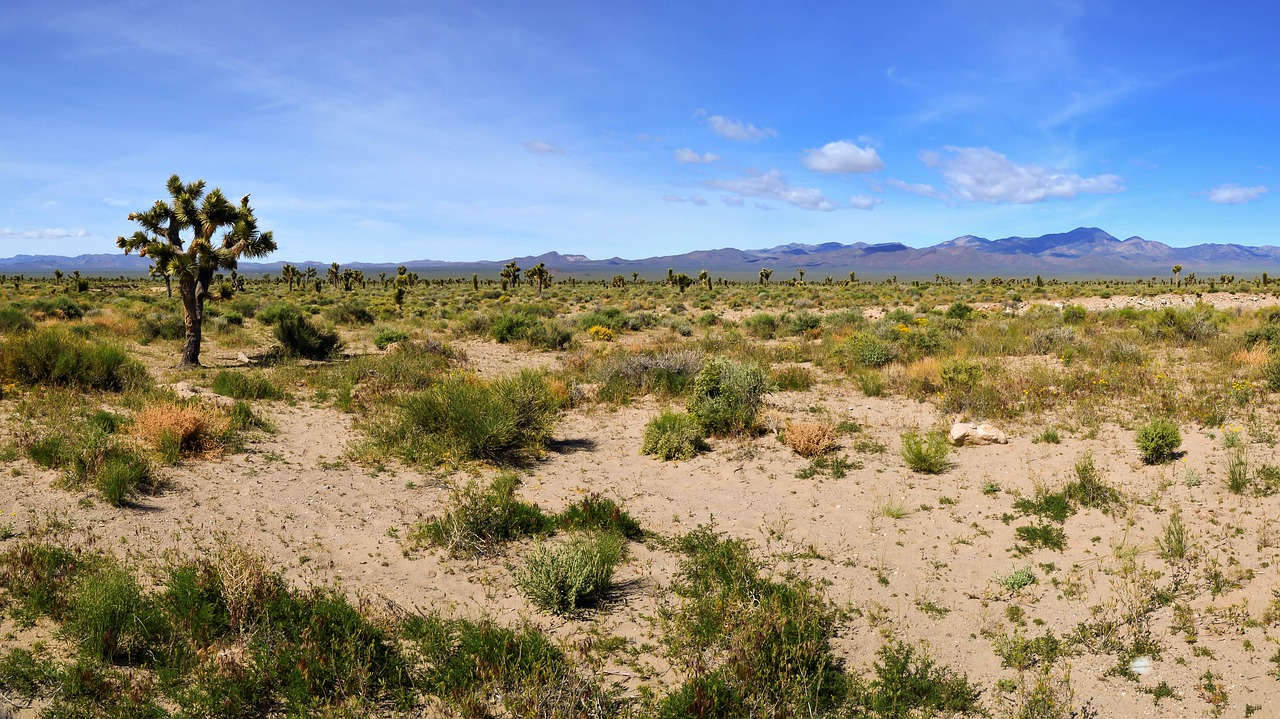 usa  arizona  desert free photo