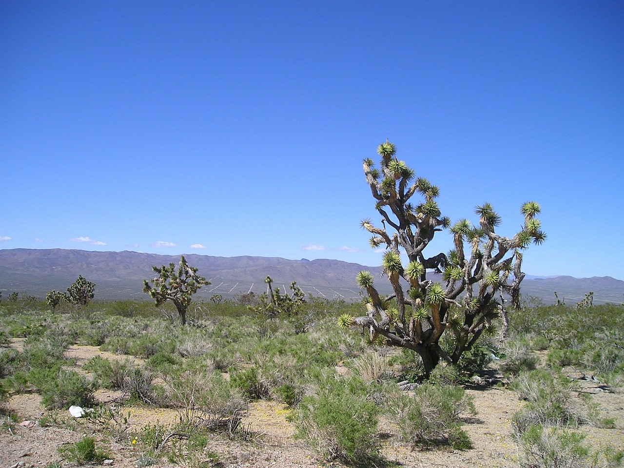 usa desert cactus free photo