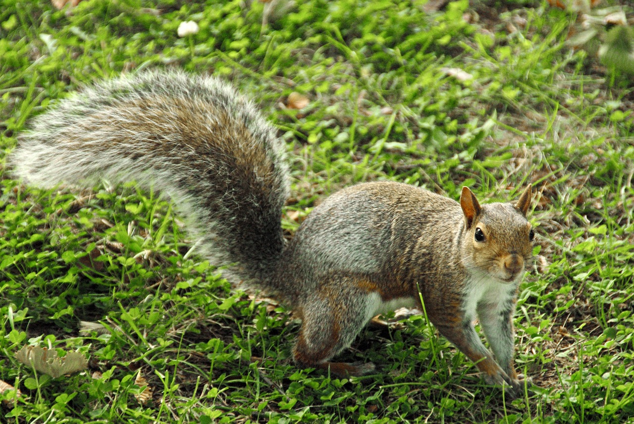 squirrel wild animals free photo