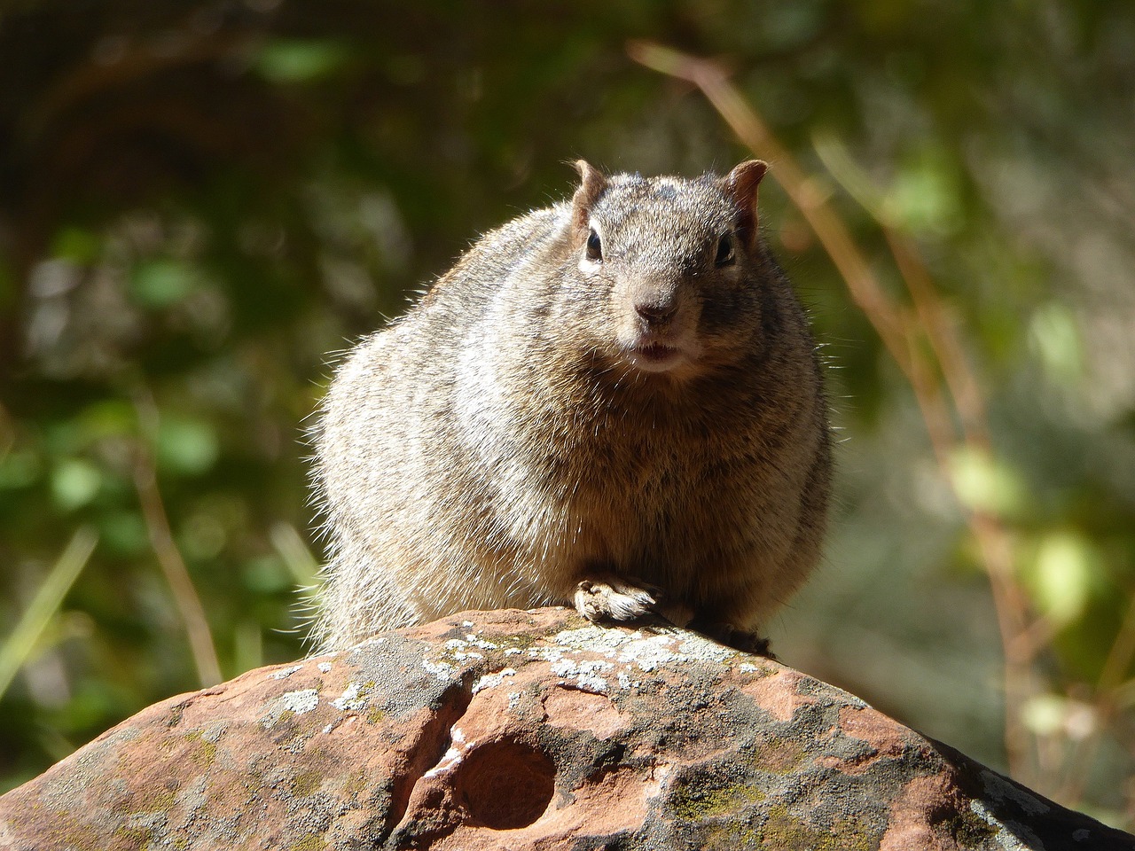 usa rodent squirrel free photo