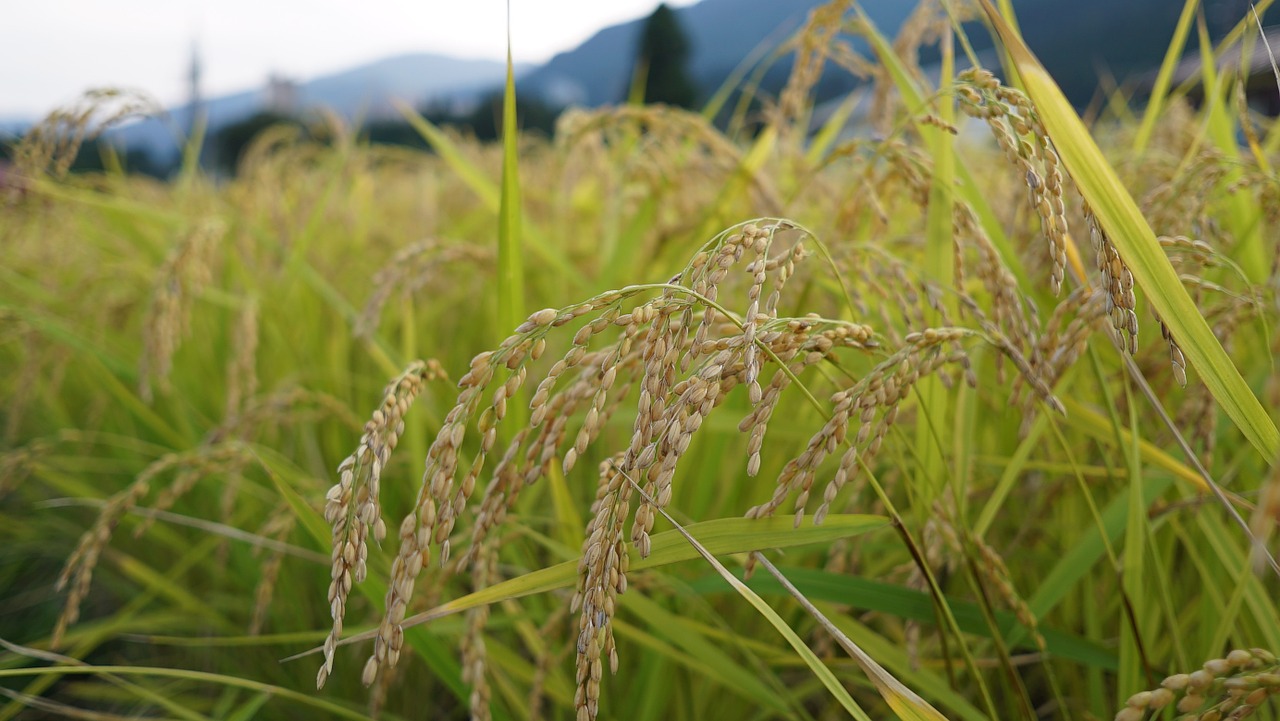 rice usd koshihikari rice free photo