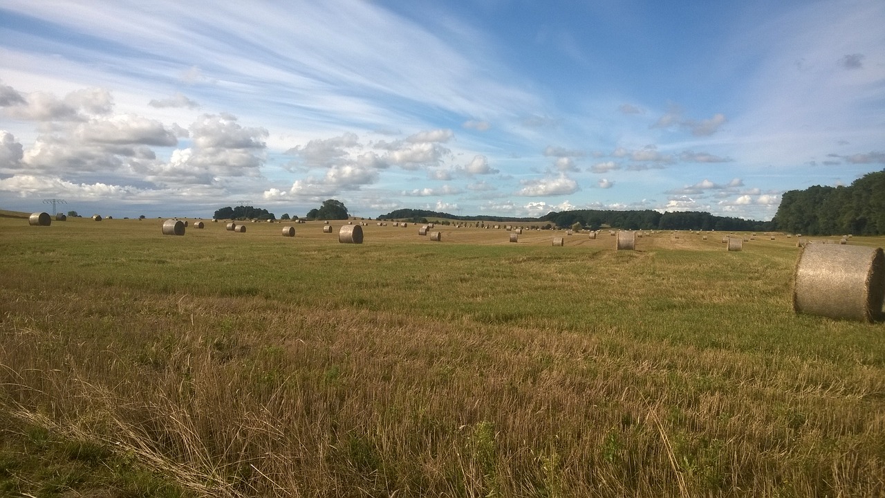 usedom benz straw free photo