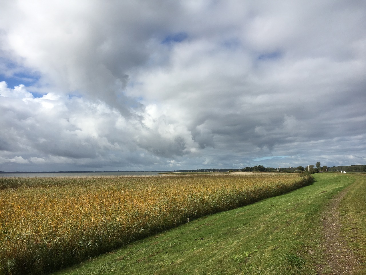 usedom reed belt eighth water free photo