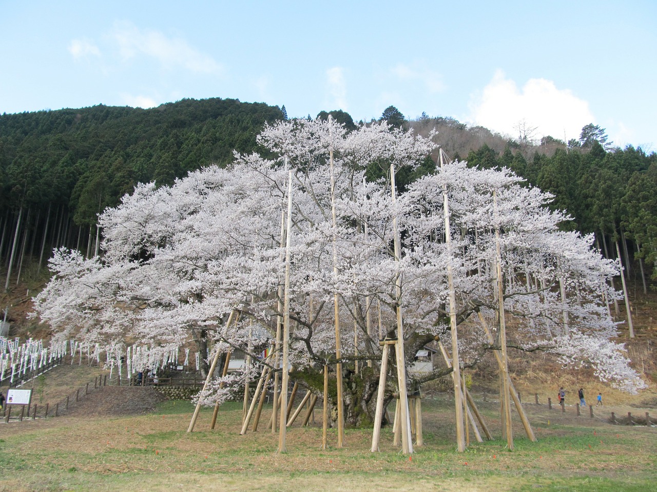 usuzumi sakura tree with more than 1500 years japan free photo