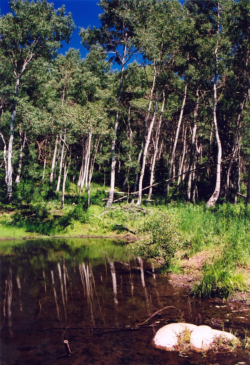 utah forest trees free photo