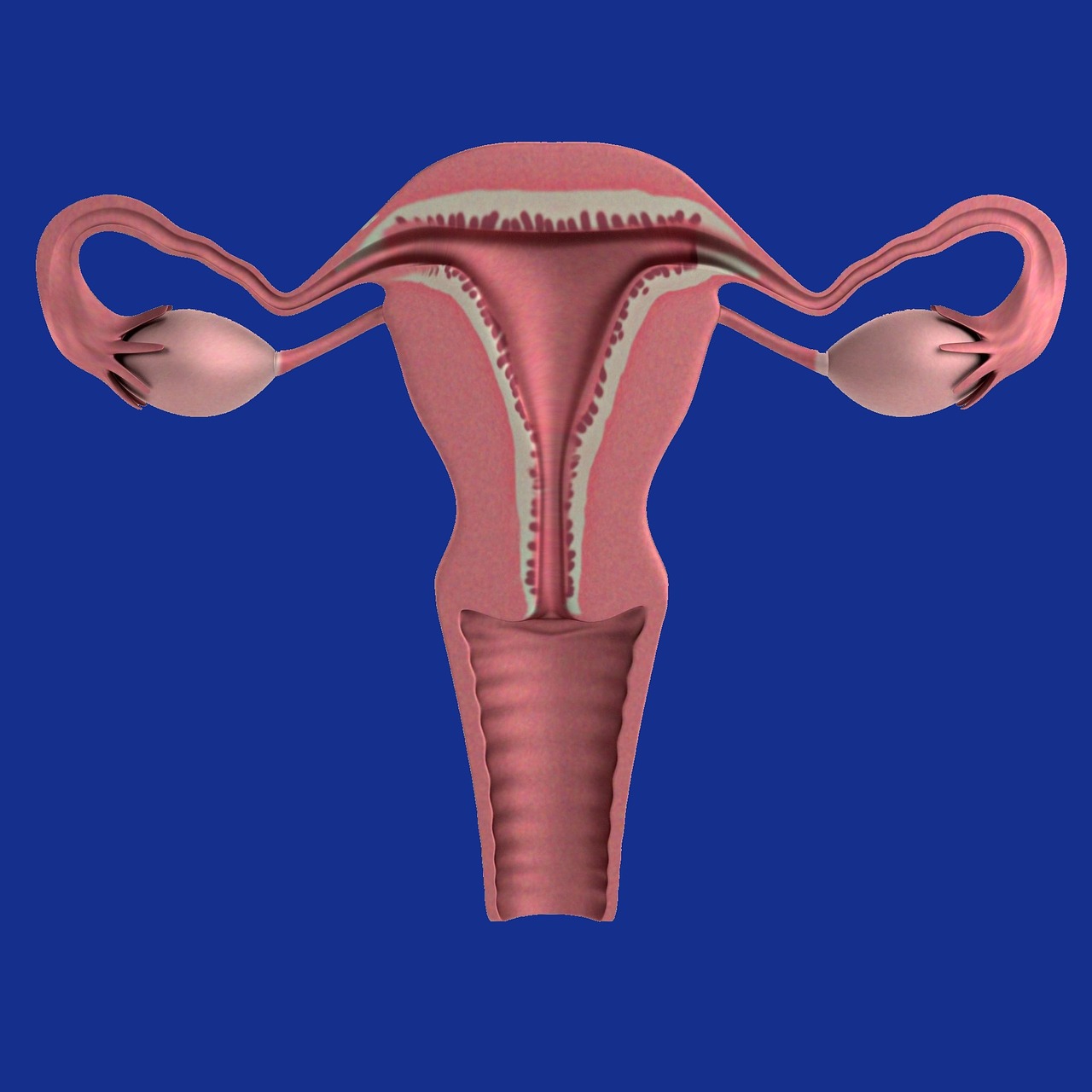 uterus apparatus ovaries free photo