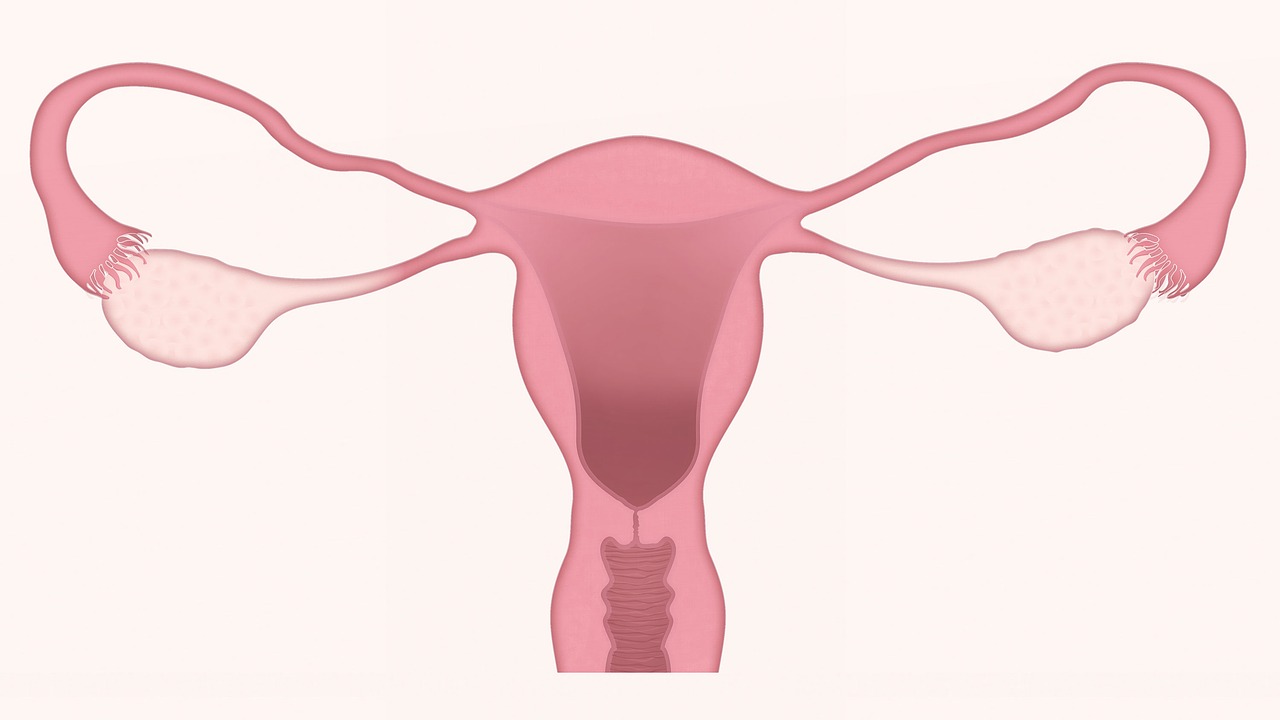 uterus  ovary  ovaries free photo