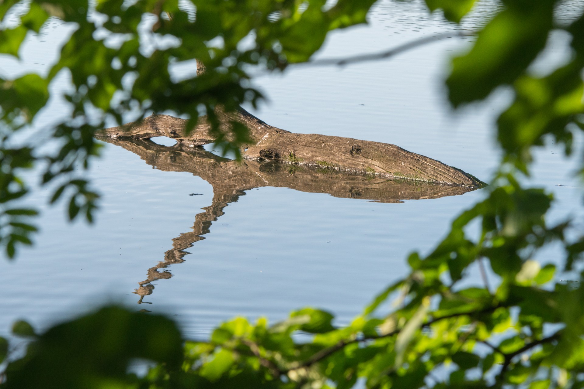 branch tree trunk free photo