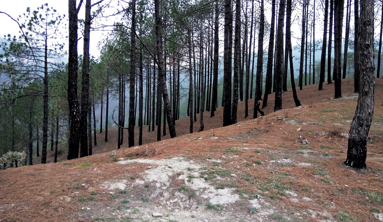 uttarakhand india pine tree free photo