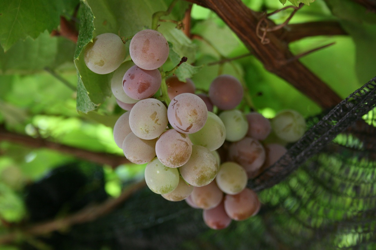 uva grape grapes free photo