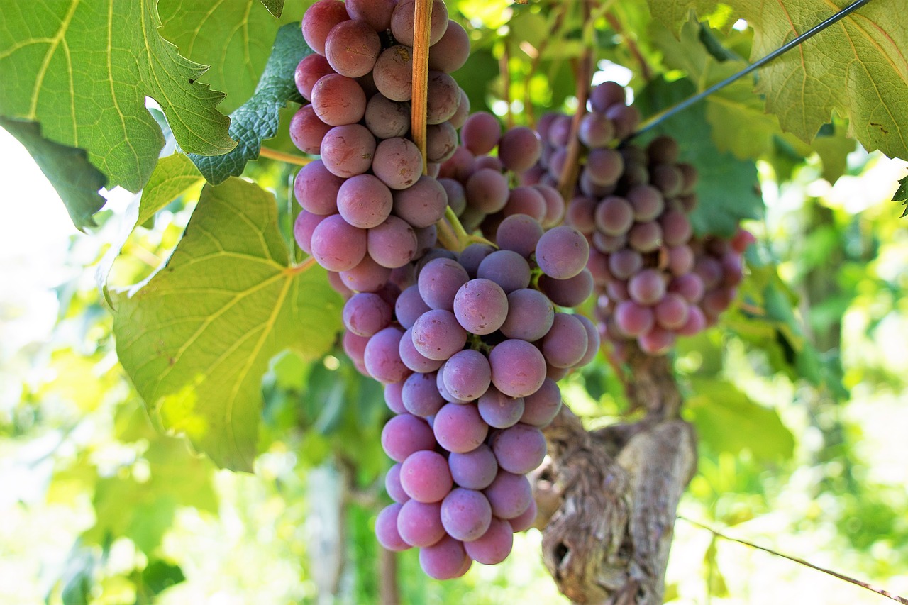 uva fruit vine free photo