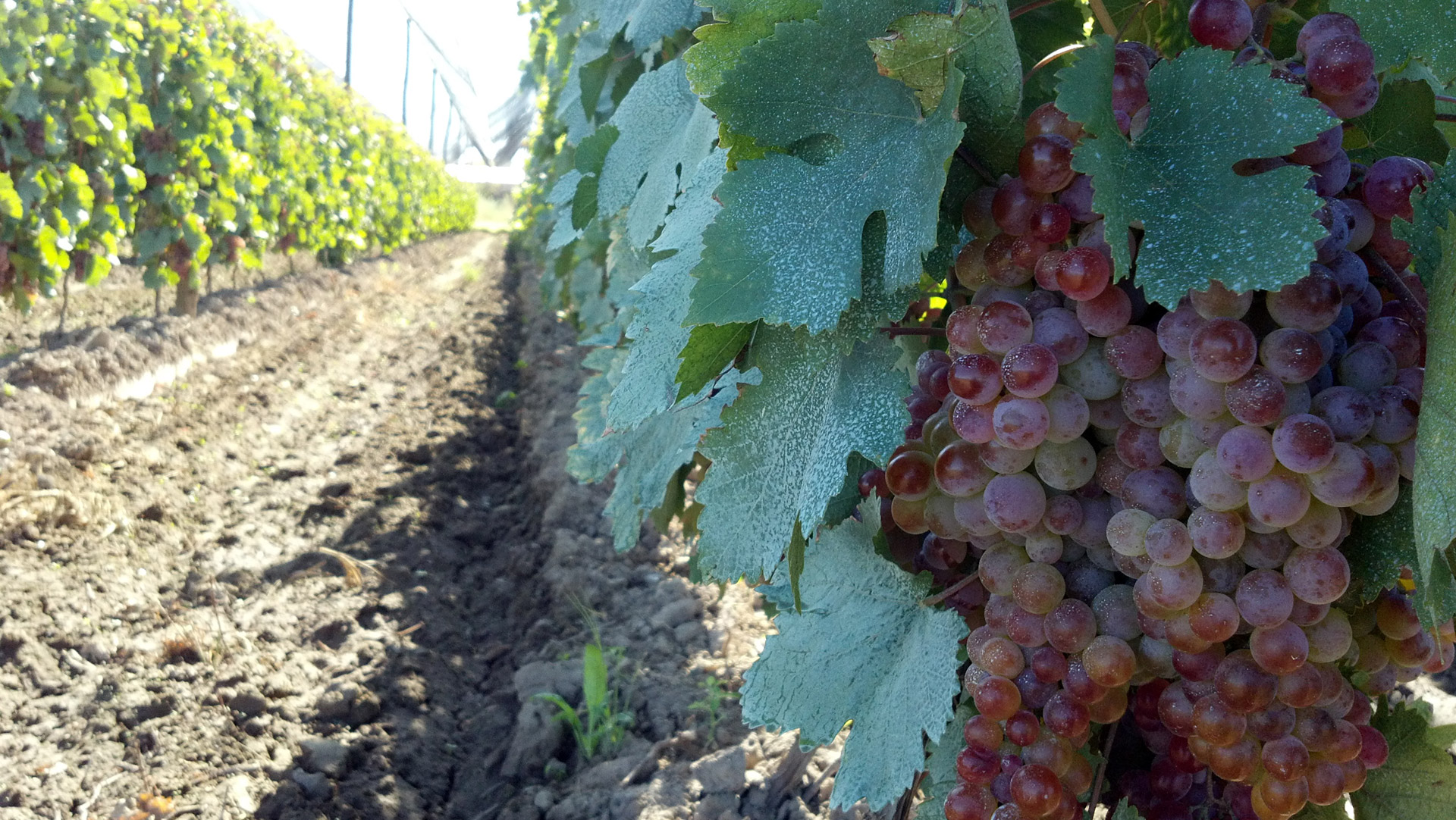 grape red vineyard free photo