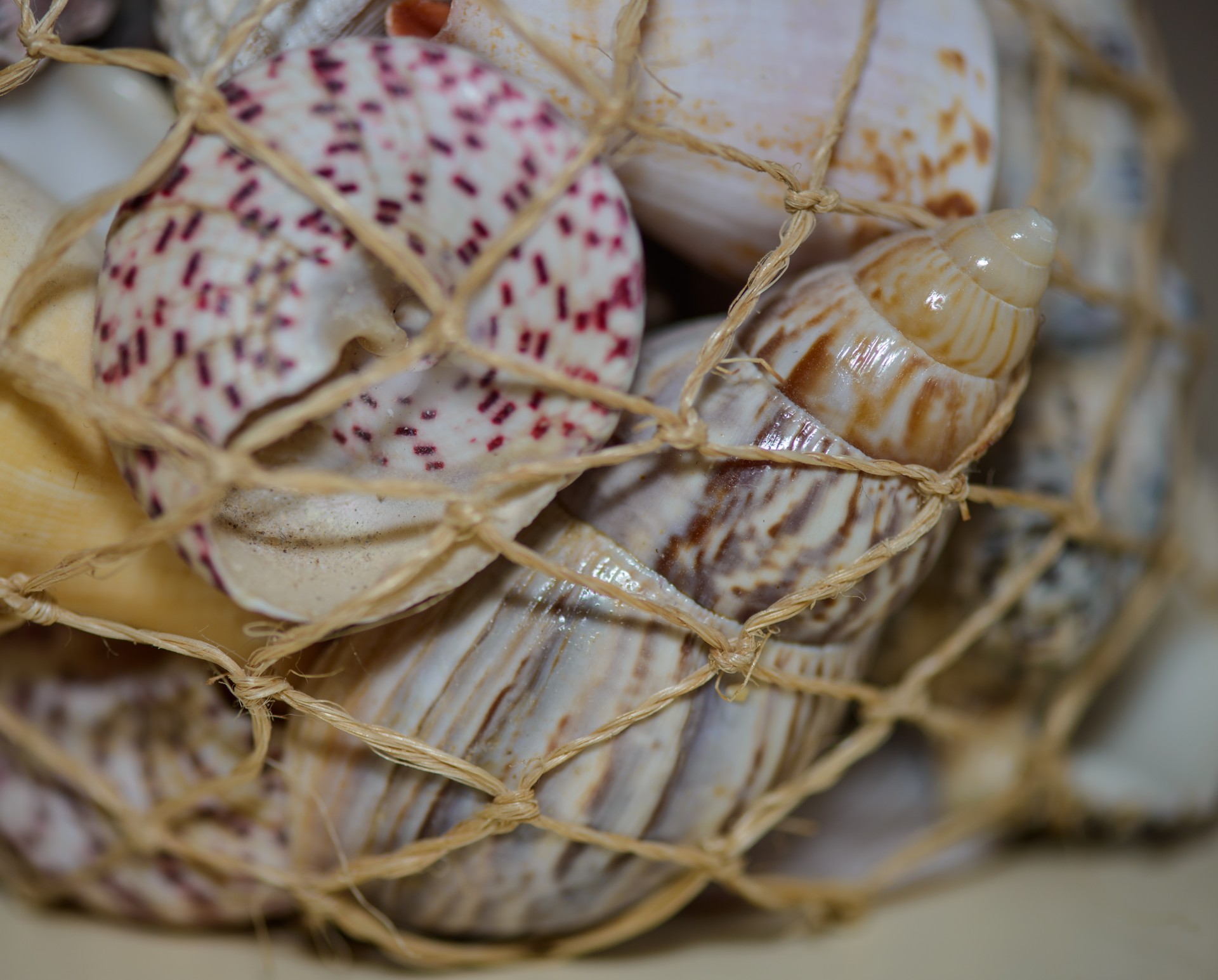 shells scallops twine free photo