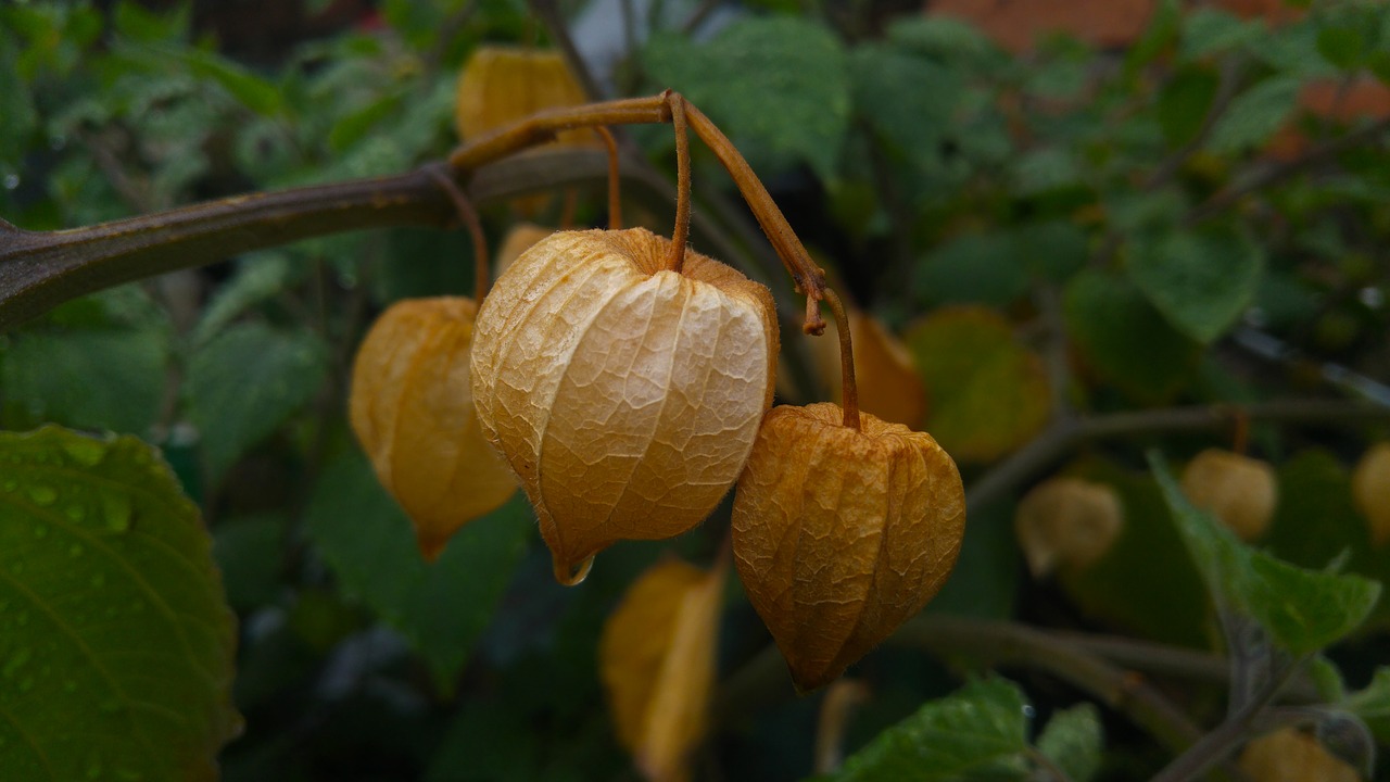 uvilla fruit leaf free photo