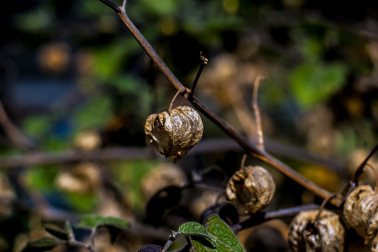 uvilla dry  fruit  landscape free photo