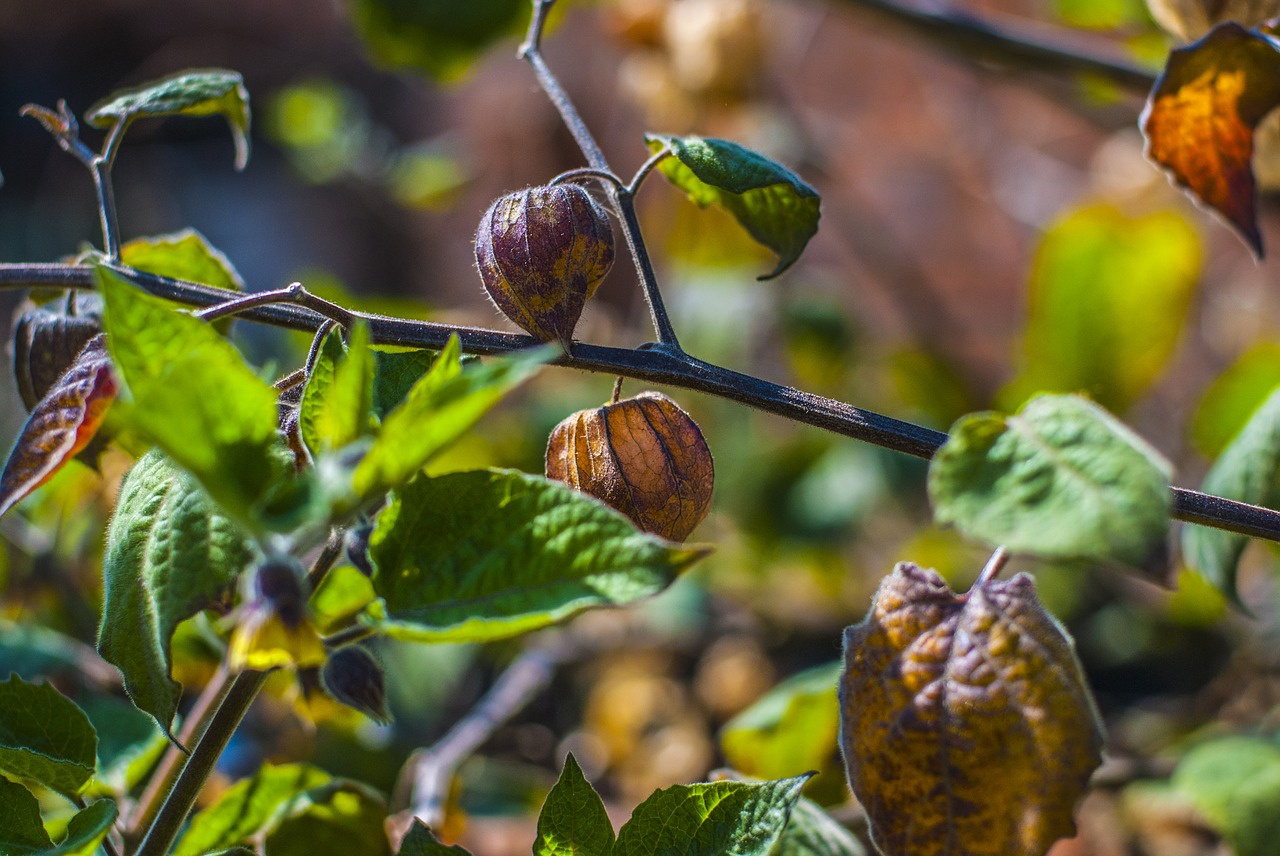 uvilla dry  fruit  landscape free photo