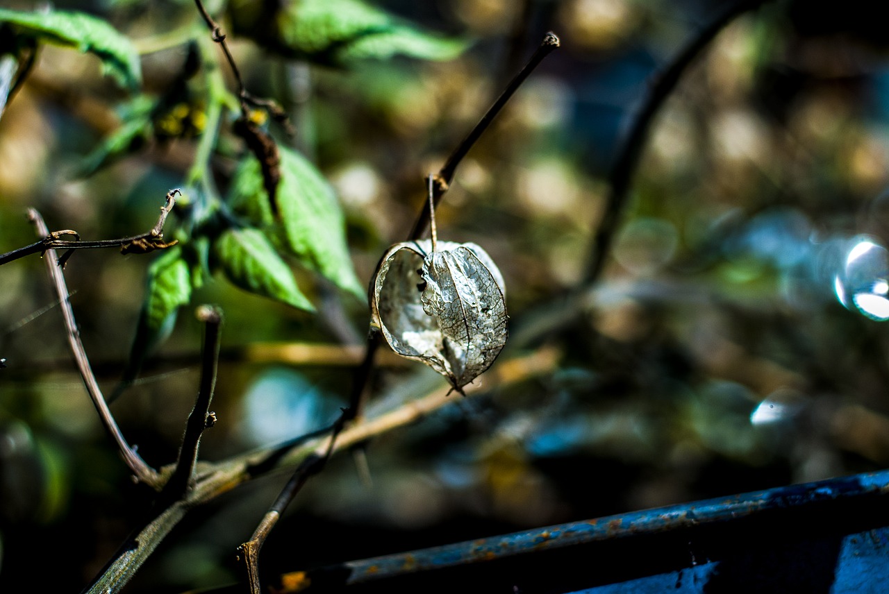 uvilla dry  fruit  landscape free photo