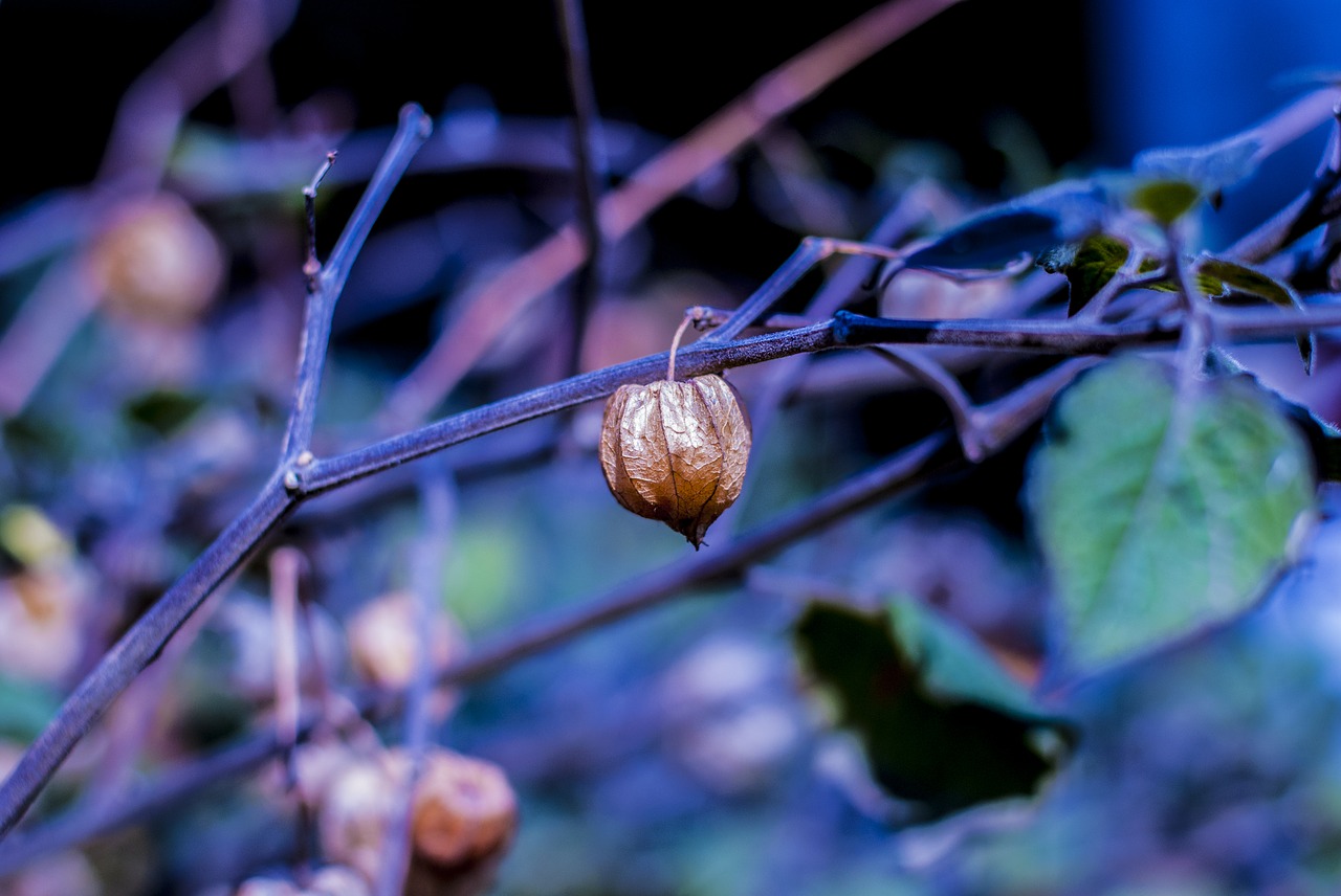 uvilla dry  fruit  landscape free photo