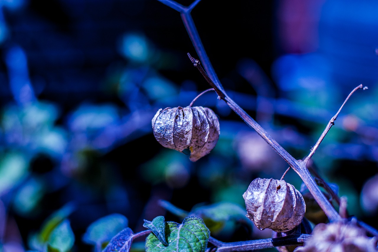 uvilla dry  fruit  landscape free photo