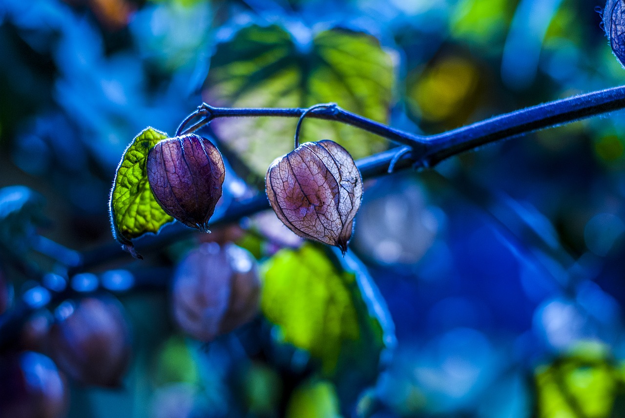 uvilla dry  fruit  landscape free photo