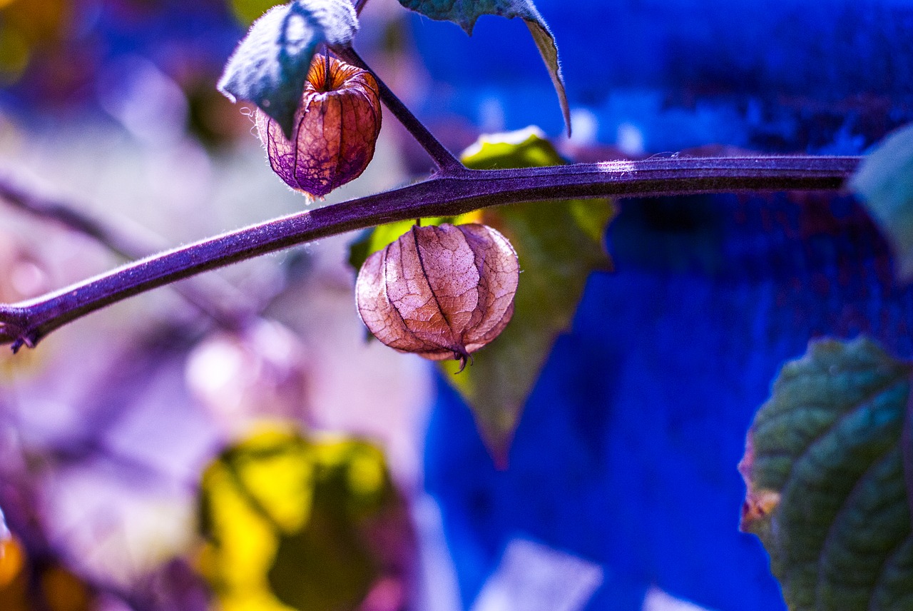 uvilla dry  fruit  landscape free photo