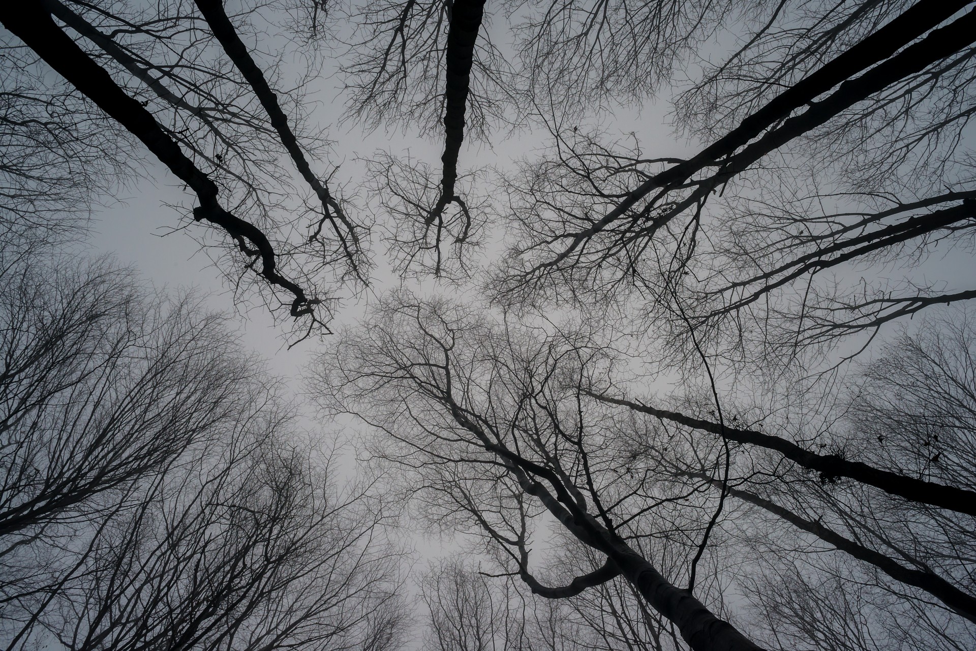 trees sky nature free photo